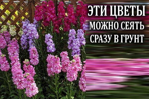 Цветы для беззаботного сада: посев семян прямо в грунт