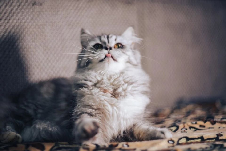 Коты для семей с детьми: топ-10 пород, которые станут настоящими друзьями