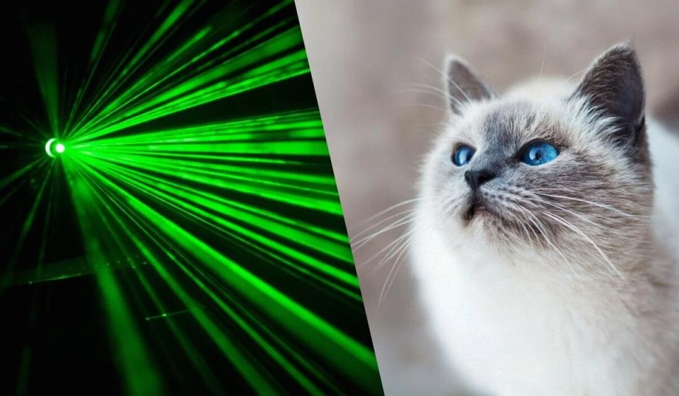 Почему кошки так одержимы лазером?