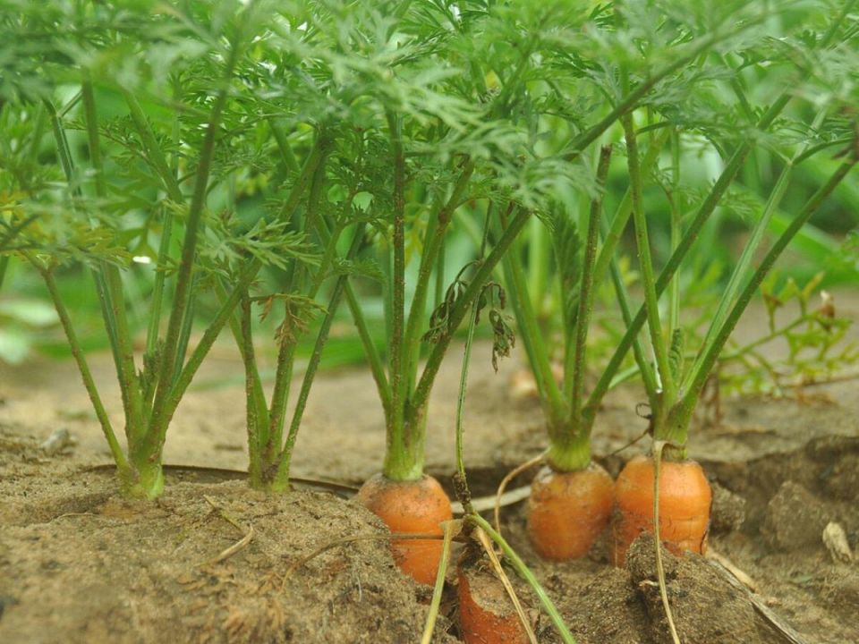 ����� ����� ����� � �������: ���������� � ������� ���������