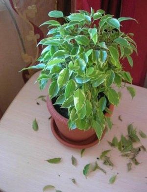 Как предотвратить желтение и опадение листьев фикуса Бенджамина