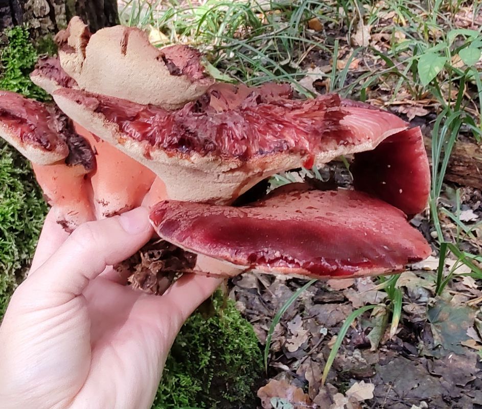 ���������� ��������� �����, ������� �������� ���