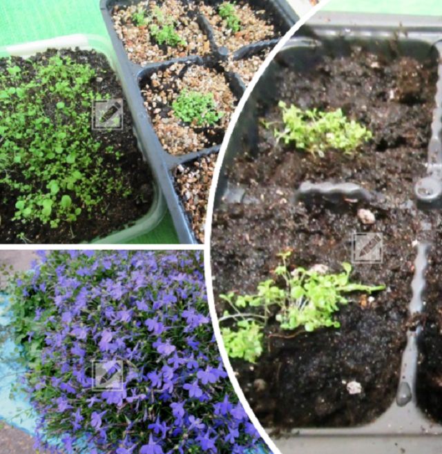 ��� ������ ������� ������� � ������� ��� ������ ����� ��������