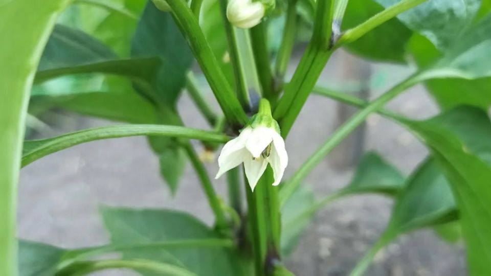 ��� �������� ������ ����� ������� ������: ������ � ������ �����������