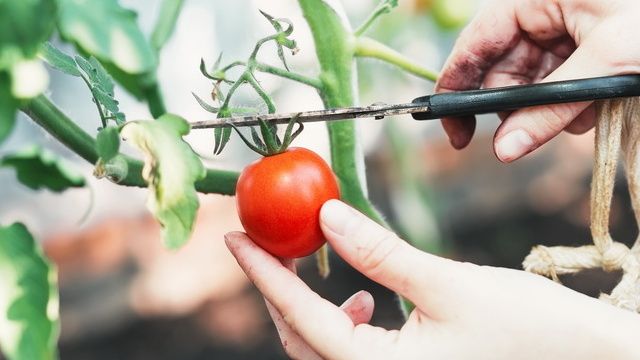 �������� ������: ��� ������� ��������� ����������� ����� ��������