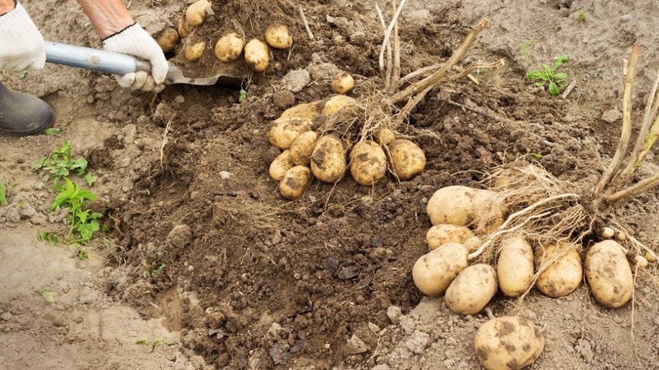 ��� ��������� ������ ���������: ������ ��������� �� ����� ���� � ������� ��������