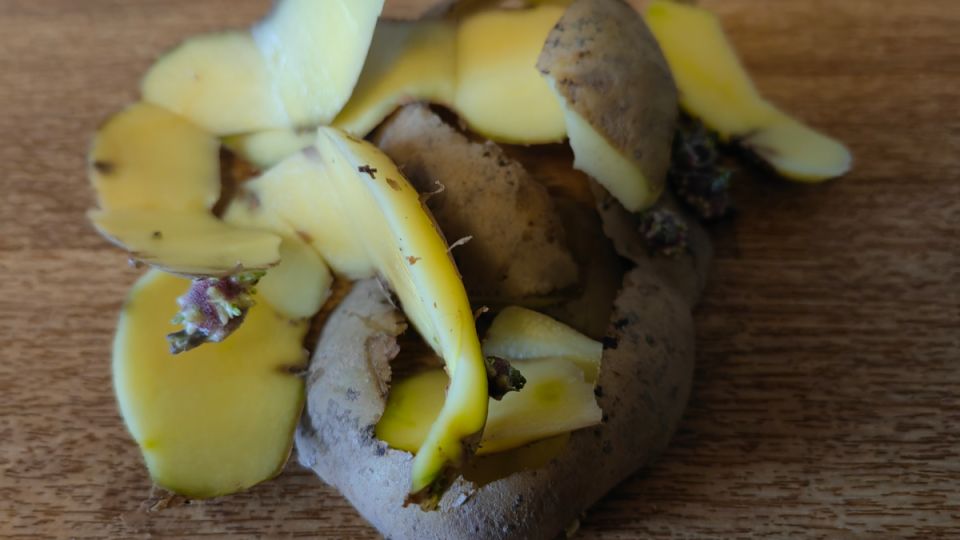 Как картофельные очистки становятся идеальным удобрением для смородины