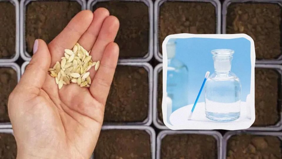 ��� ������� ����� ������ �������: ������� ������ ��� ��������