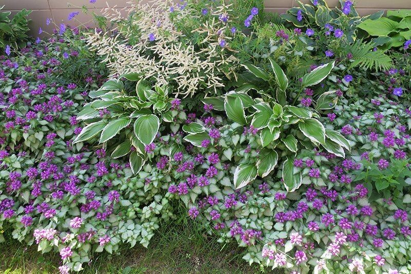 ������ ��������� ��������� ��� ��������� ����