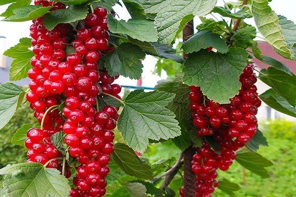 Как размножать и выращивать смородину Ровада