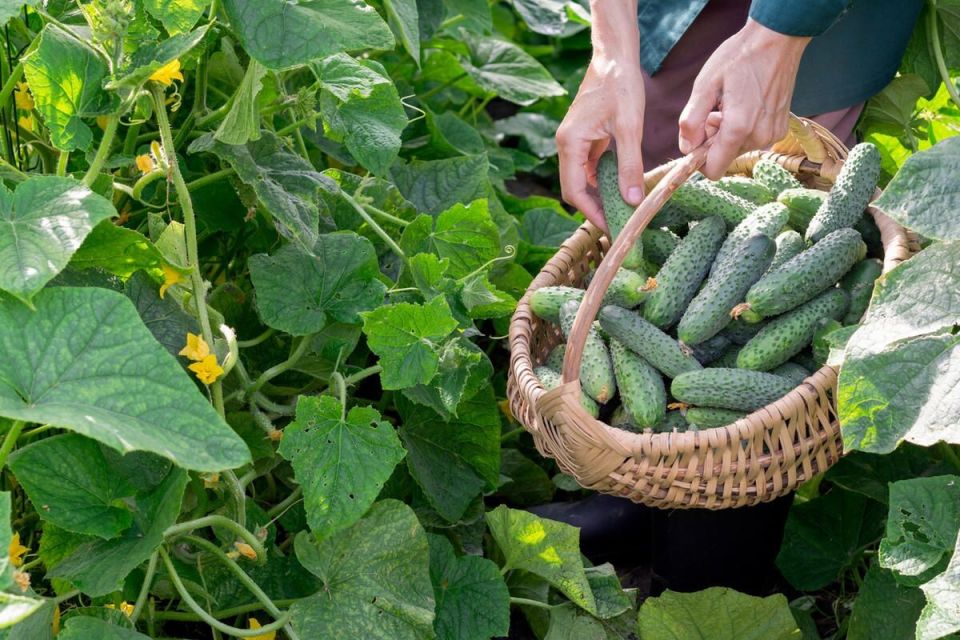 Как правильно подготовить грядки под огурцы: секреты успешного урожая