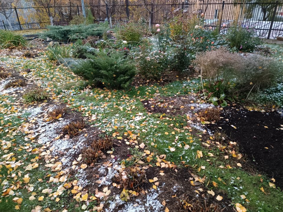 Как сохранить розы от мышей зимой: простые советы для дачников