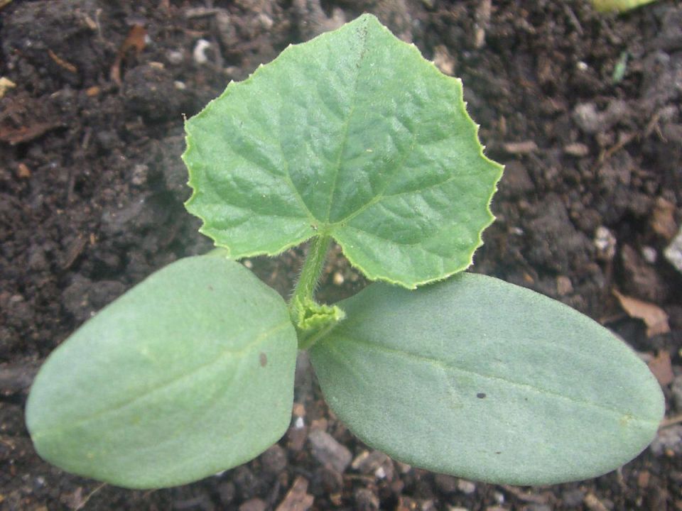 Как защитить растения от заморозков: полезные советы для садоводов