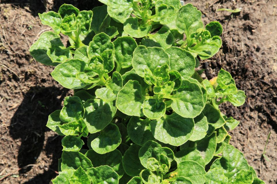 ������: ���������� �������� �� ��� � ���������� ������