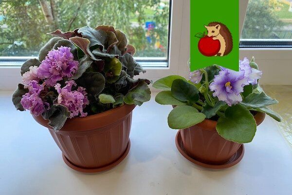 ����� ������ ��� ��������� �������� ����� ��������: 5 ������� ���������