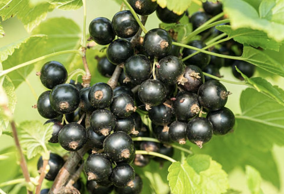 �������� ���� �� ����������: ������� ��� ���������� ���������