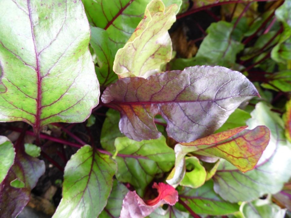 ������ � ������ ������� ��� �������� ������