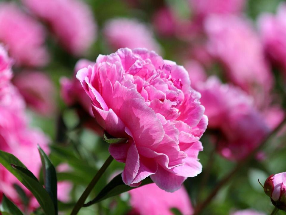 ��� �������� ���� ������ �� ��������: ���������� ��������