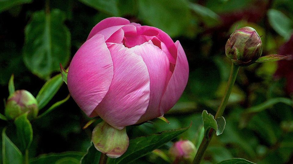 �������� ���� �� �������: ������� �������� ���������