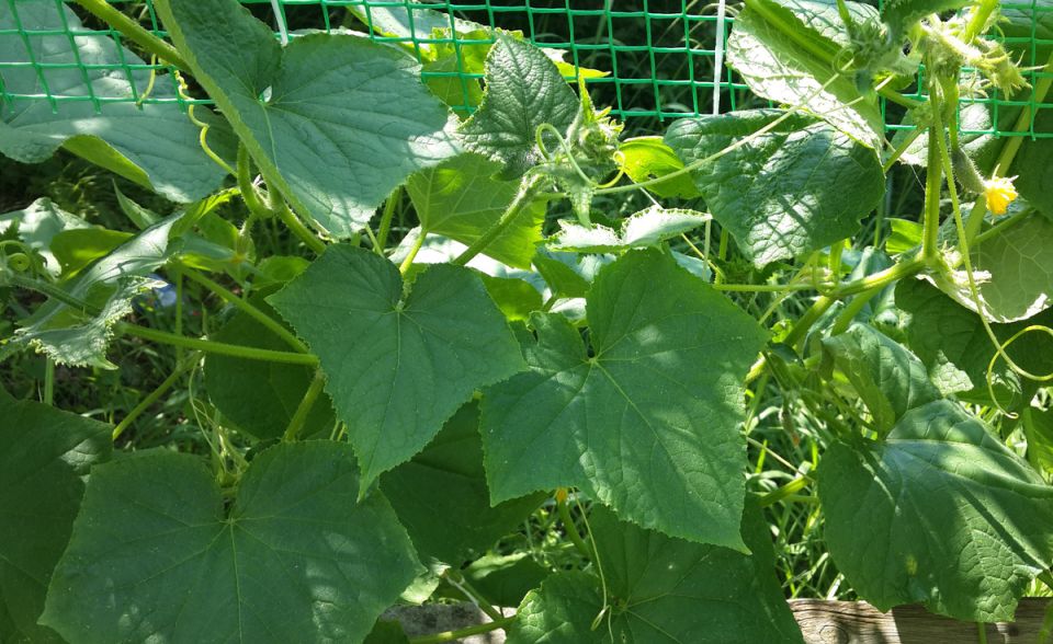 ���������� ������� �����: ����������� ������ ��������� ������