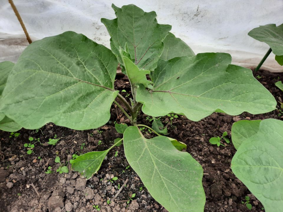 ��� ��������� ��������� �� �������� ����������