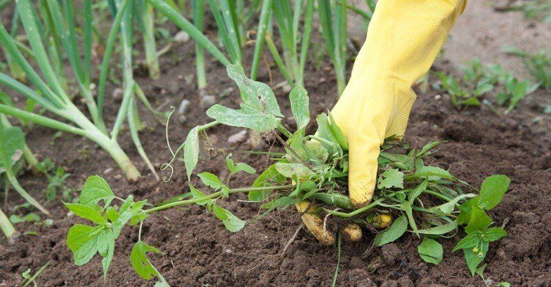 ���������� ������ ������ � ���������