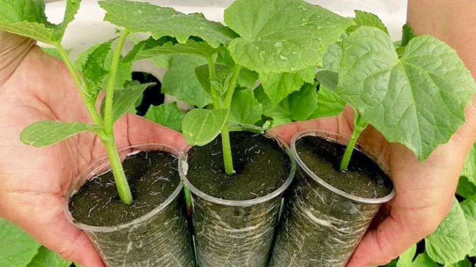 Советы для крепкой рассады огурцов