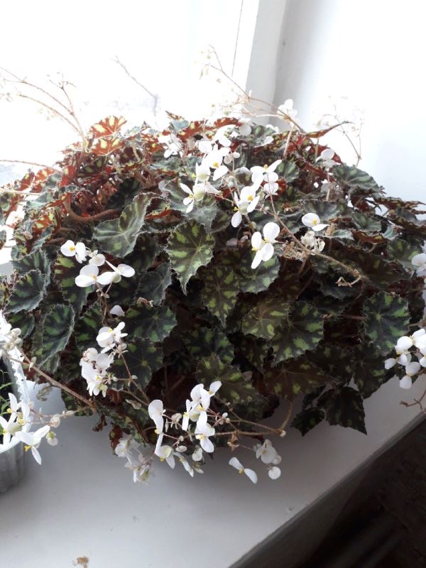 ��� ������ ����� �������� ����� � ���� ��������� ��������