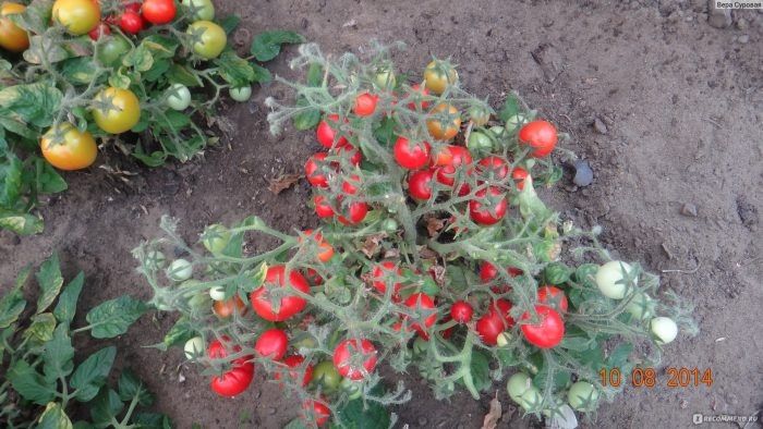 ����� ���� ������: ����-������� ��� ������ ������� � ������������ ������