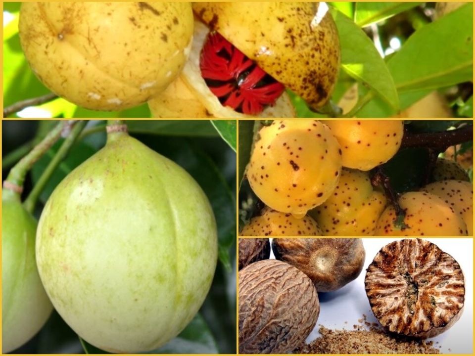 Зачем мускатный орех захватил остров и изменил историю