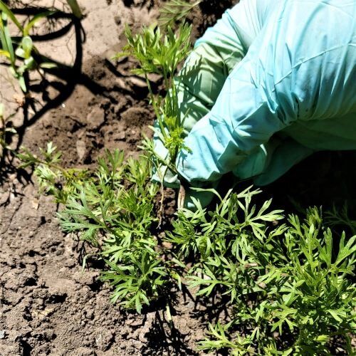 ��� ��������� ����������� ������� � ����� ��� ��������� ������