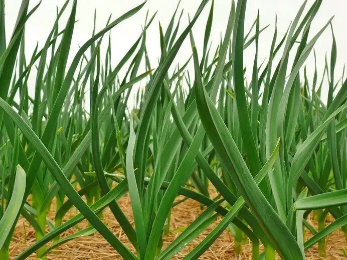 Зачем желтеют листья чеснока и как с этим бороться