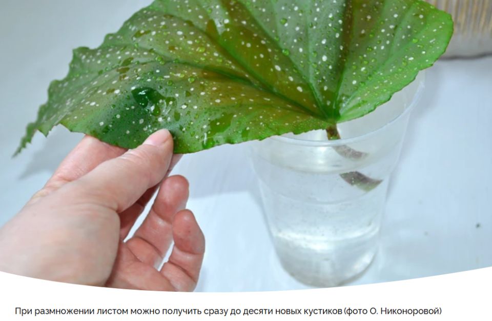 ��������� �������: ��� ��������� ������������ ������� � ���� ����