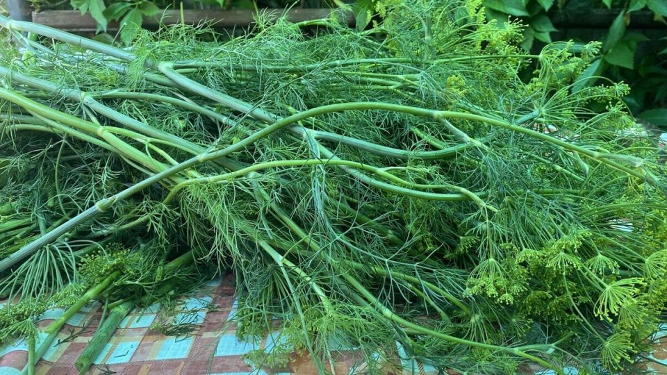 Как самостоятельно сделать вакуумный упаковщик для продуктов всего за 5 минут