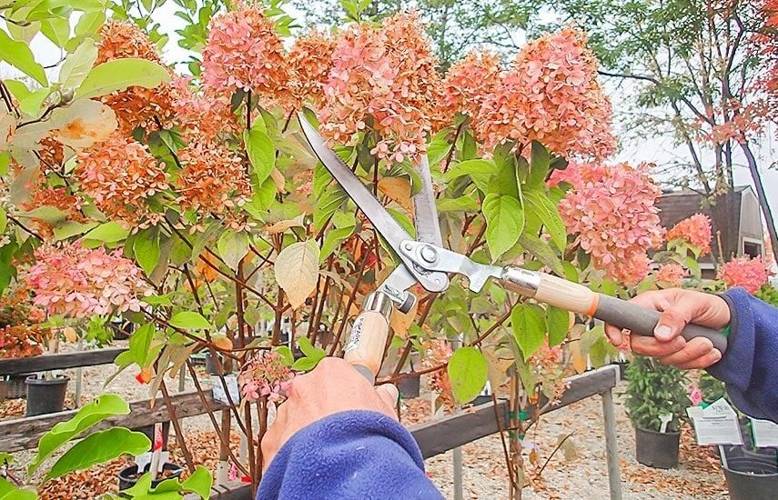 Правильная обрезка метельчатой гортензии осенью